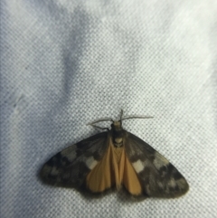 Anestia (genus) (A tiger moth) at Garran, ACT - 20 Feb 2022 by Tapirlord