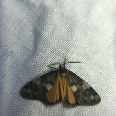 Anestia (genus) (A tiger moth) at Hughes Garran Woodland - 20 Feb 2022 by Tapirlord