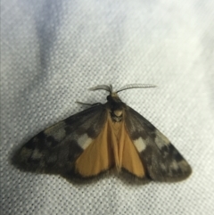 Anestia (genus) at Garran, ACT - 20 Feb 2022 09:33 PM