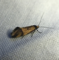 Isomoralla pyrrhoptera (A concealer moth) at Hughes Garran Woodland - 20 Feb 2022 by Tapirlord