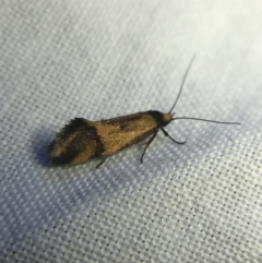 Isomoralla pyrrhoptera (A concealer moth) at Red Hill to Yarralumla Creek - 20 Feb 2022 by Tapirlord