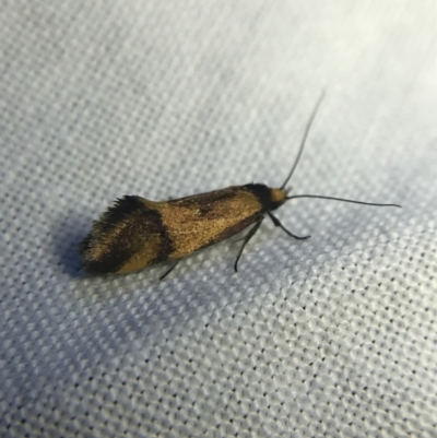 Isomoralla pyrrhoptera (A concealer moth) at Red Hill to Yarralumla Creek - 20 Feb 2022 by Tapirlord