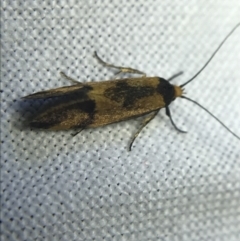 Isomoralla pyrrhoptera at Garran, ACT - 20 Feb 2022