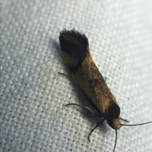 Isomoralla pyrrhoptera at Garran, ACT - 20 Feb 2022