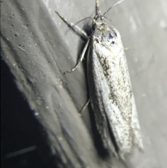 Oecophoridae (family) (Unidentified Oecophorid concealer moth) at Garran, ACT - 20 Feb 2022 by Tapirlord