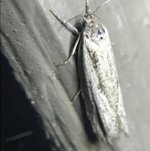 Oecophoridae (family) at Garran, ACT - 20 Feb 2022 09:30 PM