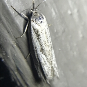 Oecophoridae (family) at Garran, ACT - 20 Feb 2022 09:30 PM