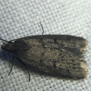 Oecophoridae provisional species 1 at Garran, ACT - 20 Feb 2022 09:28 PM