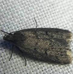 Oecophoridae provisional species 1 at Garran, ACT - 20 Feb 2022 09:28 PM