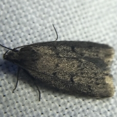 Oecophoridae provisional species 1 at Garran, ACT - 20 Feb 2022 09:28 PM