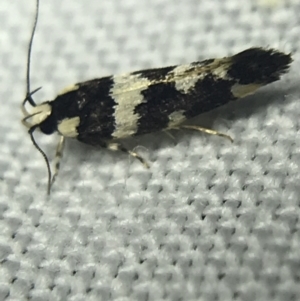 Macrobathra (genus) at Garran, ACT - 20 Feb 2022