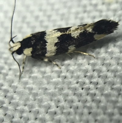 Macrobathra (genus) (A cosmet moth) at Red Hill to Yarralumla Creek - 20 Feb 2022 by Tapirlord