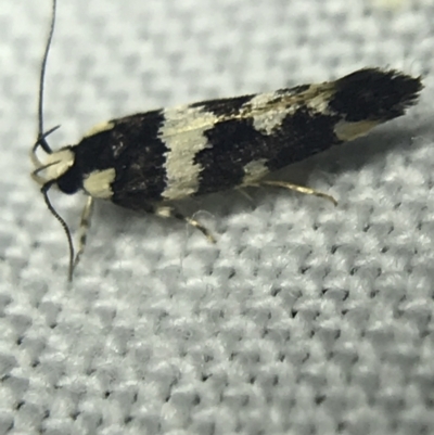 Macrobathra undescribed species No.1 (A Seed borer moth (Cosmopterigidae)) at Garran, ACT - 20 Feb 2022 by Tapirlord