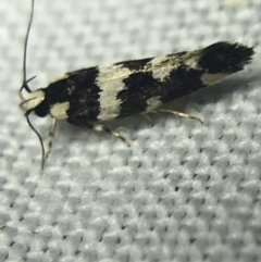 Macrobathra (genus) (A cosmet moth) at Garran, ACT - 20 Feb 2022 by Tapirlord