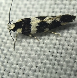 Macrobathra (genus) at Garran, ACT - 20 Feb 2022