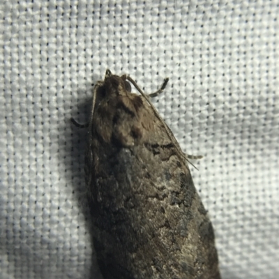 Cryptoptila australana (Elderberry Leaf Roller Moth) at Garran, ACT - 20 Feb 2022 by Tapirlord