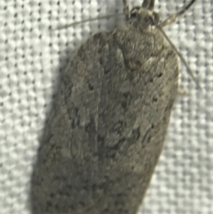 Tortricinae (subfamily) (A tortrix moth) at Red Hill to Yarralumla Creek - 20 Feb 2022 by Tapirlord