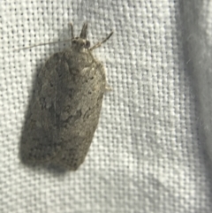 Tortricinae (subfamily) at Garran, ACT - 20 Feb 2022 09:10 PM