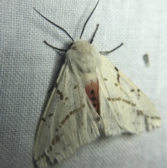 Ardices canescens (Dark-spotted Tiger Moth) at Red Hill to Yarralumla Creek - 20 Feb 2022 by Tapirlord