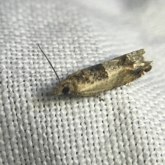 Spilonota constrictana (A Tortricid moth) at Red Hill to Yarralumla Creek - 20 Feb 2022 by Tapirlord