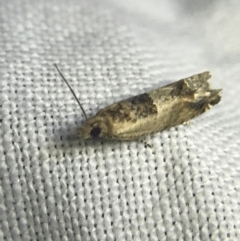 Crocidosema plebejana (Cotton Tipworm Moth) at Garran, ACT - 20 Feb 2022 by Tapirlord