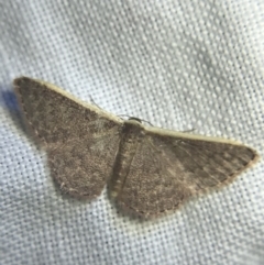 Idaea inversata at Garran, ACT - 20 Feb 2022