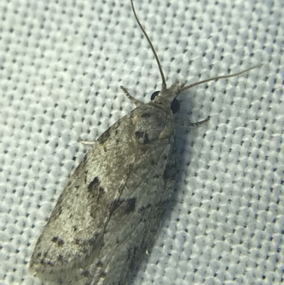 Isotenes miserana (Orange Fruit Borer) at Garran, ACT - 20 Feb 2022 by Tapirlord