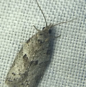 Isotenes miserana at Garran, ACT - 20 Feb 2022 09:01 PM