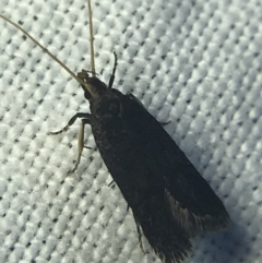 Lecithocera terrigena (Lecithocera terrigena) at Hughes Garran Woodland - 20 Feb 2022 by Tapirlord