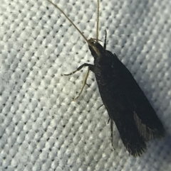 Lecithocera terrigena at Garran, ACT - 20 Feb 2022 09:00 PM