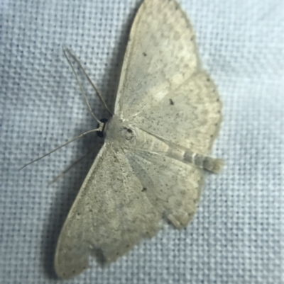 Scopula (genus) (A wave moth (Sterrhinae)) at Garran, ACT - 20 Feb 2022 by Tapirlord