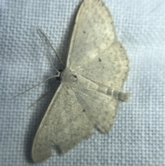 Scopula (genus) (A wave moth) at Hughes Garran Woodland - 20 Feb 2022 by Tapirlord