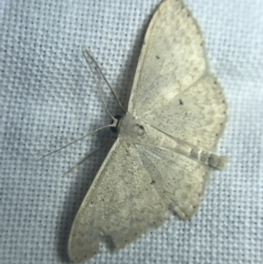 Scopula (genus) at Garran, ACT - 20 Feb 2022 08:49 PM