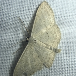 Scopula (genus) at Garran, ACT - 20 Feb 2022 08:49 PM