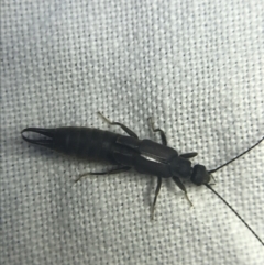 Nala lividipes (Black field earwig) at Hughes Garran Woodland - 20 Feb 2022 by Tapirlord