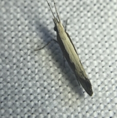 Plutella xylostella (Diamondback Moth) at Hughes Garran Woodland - 20 Feb 2022 by Tapirlord