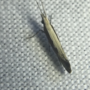 Plutella xylostella at Garran, ACT - 20 Feb 2022