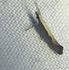 Plutella xylostella at Garran, ACT - 20 Feb 2022