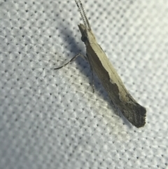 Plutella xylostella at Garran, ACT - 20 Feb 2022