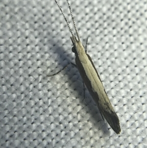 Plutella xylostella at Garran, ACT - 20 Feb 2022