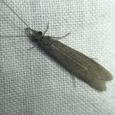 Leptoceridae sp. (family) (Long-horned caddisfly) at Garran, ACT - 20 Feb 2022 by Tapirlord