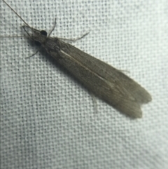 Leptoceridae sp. (family) at Garran, ACT - 20 Feb 2022