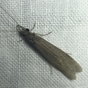 Leptoceridae sp. (family) at Garran, ACT - 20 Feb 2022