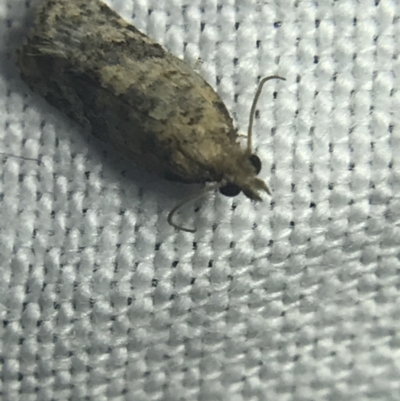 Isochorista ranulana (A Tortricid moth) at Hughes Garran Woodland - 20 Feb 2022 by Tapirlord