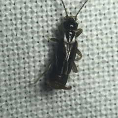 Dermaptera (order) at Garran, ACT - 20 Feb 2022 08:39 PM