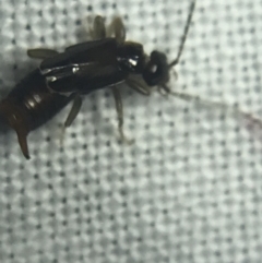 Dermaptera (order) at Garran, ACT - 20 Feb 2022 08:39 PM