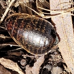 Calolampra sp. (genus) (Bark cockroach) at Block 402 - 22 Feb 2022 by trevorpreston