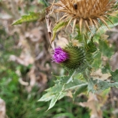 Onopordum acanthium (Scotch Thistle) at Stromlo, ACT - 22 Feb 2022 by trevorpreston