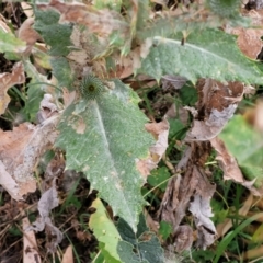 Onopordum acanthium at Stromlo, ACT - 22 Feb 2022