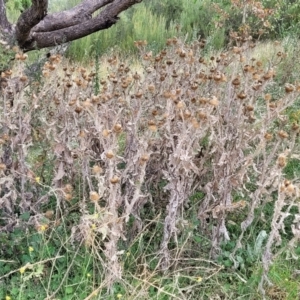 Onopordum acanthium at Stromlo, ACT - 22 Feb 2022